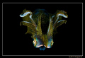 Squid shot taken during a night dive. Photo was taken right before a jet of black ink was shot in my face and the squid took off.