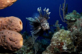 Vigilant Specter - The Lionfish has invaded the atlantic waters of the caribbean in vast numbers, and are exploding in population tenfold, due to the lack of preditors.  This lionfish was patrolling Jakes Hole, in the Exumas caye chain in the Bahamas
