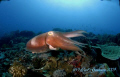 Cuttle Fish