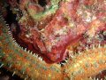 Huge Seastar m1030SW Olympus