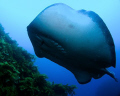 A large bull ray flies over the top of me and the weed beds near Albany, Western Australia.