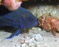 An unlikely couple.  A Western Blue Devil Fish canoodles with a Scorpionfish.  Taken in 25m off the coast of Albany, Western Australia with an Olympus C7070 and Inon Flash.