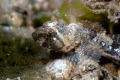 Found this cute wee fella in about 3 metres of water