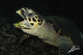 Yawning Hawksbill Turtle in North Point (island 9, Similan National Park - Thailand)