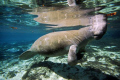 Blue Water Manatee, taken at Crystal River FL.