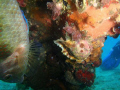 Who said that fish do not ly on their back to take a nap? m1070SW
