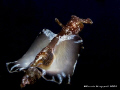 Aplysia fasciata, Canon G9, Sea&Sea YS110