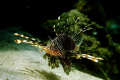 Lionfish from Mauritius