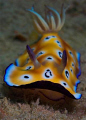 Leopard Chromodoris.Cropped, Used Nikon D70s with 60mm Micro Lense and Nikonos SB 105 Strobe