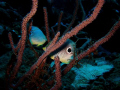 Four-eye Butterfly fish