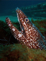 Caught a spotted moray eel with mouth wide open on Lesleen 