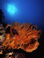 Underwater Similan