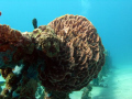Beautiful Coral formation