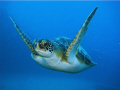 GREEN TURTLE ( Chelonia Mydas)
The green turtle has a wide, rounded head, non-overlapping bony plates (scutes) on the back and white underside.