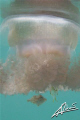 I'm a SCUBA diver, yet today I was happy just snorkeling...