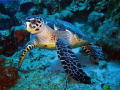 HAWKSBILL TURTLE (Eretmochelys Imbriocota)
This species is distinguish by its pointea head, hawk-like beak, and overlapping bony plates on the back.