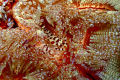 It's a Coleman Shrimp. Used 100mm macro on a Canon 450D. I used two Inon strobes on this.