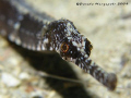 Pipe fish, Canon G9
