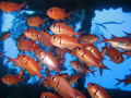 BLACKBAR SOLDIERFISH (Myripristis Jacobus)
Bight red to , on rare occasions, pale red. Red dorsal fin has white marks at tips and a few along base. White borders on leading edge of ventral, anal, rare dorsal and tail fins.