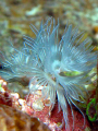 Tube Worm-Bispira sp. *Sabellidae*  It is hard to associate this beautiful flower-like specimen with a worm!  I took this picture with a Canon A650IS in macro mode in the location of Badian Island, Cebu.