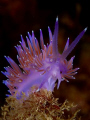Flabellina. Note its particular antennas.