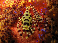 A pair of Colemen Shrimp nestled in their colorful Anemone.