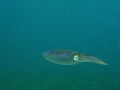 Getting close up with a cuttlefish - eyes wide open