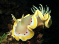 Glossodoris cruenta. A great find in the last few minutes of our last dive in Lombok.