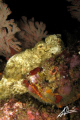 Two Devil Scorpion Fish side by side but facing different directions and indeed looking at difeerent kinds of coral and therefore camuflaging accordingly!