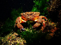 Eriphia verrucosa(Pagur)