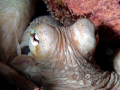 A very friendly octopus on the house reef at Buddy Dive Resort.Bonaire, N.A.