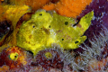 A Yellow Frog Fish beneath the downtown pier,Kralendijk , Bonaire. NA .