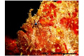 Scarlet Frogfish in Lembeh Straight