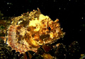 Latin name-Scorpaena porcus.Night shot.