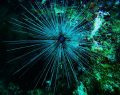 sea urchin