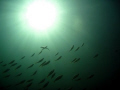 Sun and Fish