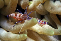 Spotted cleaner shrimp - Bonaire - Canon EOS350D, EF-S 60mm