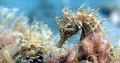 Seahorse taken at Blue Heron Bridge with Canon 20D with 50mm macro lens and DS125 strobes