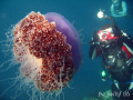 Manu & the jelly. Taken in Cabilao, Bohol.
