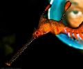 Weedy Seadragon & Diver