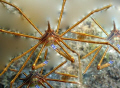 Funny Arrow Crabs
Shot with Canon 20d with 50mm macro lens and layered with Photoshop 7.0
