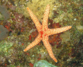 The star of the red sea...
Eilat, Coral Beach.
Shot with Canon G9, internal flash, at a depth of 28m.