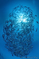 Bigeye Jacks (Caranx sexfasciatus) at the USAT Liberty (Bali).
Nikon D300, 10,5 mm, Ikelite, 2xDS125