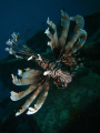 lionfish under seaventures borneo, canon 960is ikelite housing and ds51 strobe
