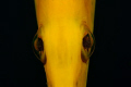 Close up of a very inquisitive Painted Flutemouth (trumpet fish) taken at Cathedral Rock near Anilao. Taken with Canon 40D in Ikelite housing with Canon EF macro lens - 100 mm - F/2.8 and Ikelite DS125 and DS160 sub-strobes.
