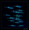 ALIENS.
Lembeh strait.