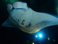 Manta at Garden Eel Cove, Kona, Hawaii.  Incredible experience!!