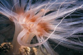 Alysia Myrabilis, gulf of Patras, night dive, Nikonos V macro 1:3 Tube