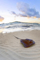 stingray city