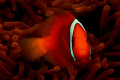 Tomato Anemonefish. Photographed with Canon EOS 40D at 1/125 F16 with 100mm macro lens in Ikelite housing with Ikelite DS125 and DS160 substrobes.